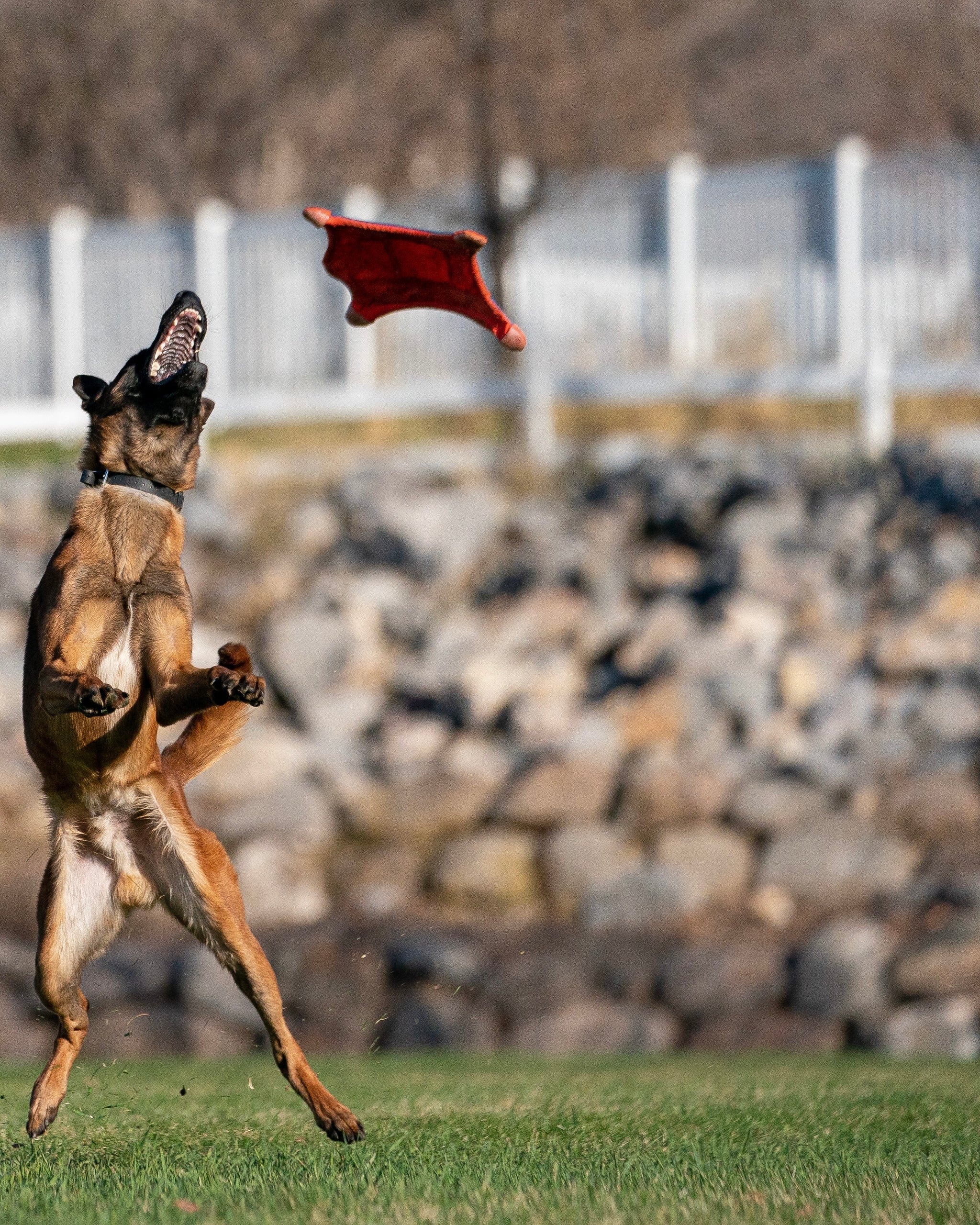 Chuckit Flying Squirrel Frisbee Ruff Swag